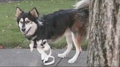 Derby the Dog: Overcoming Disability Through Engineering